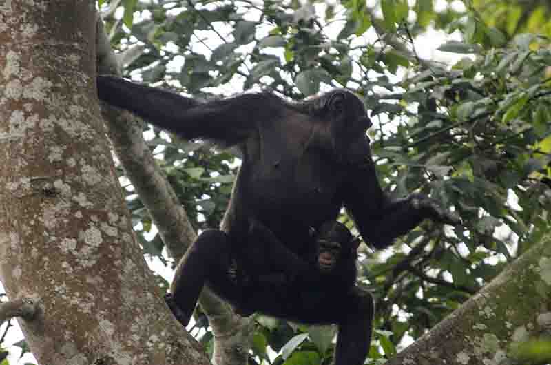 23 - Chimpance y cria - parque nacional de Nyungwe - Ruanda